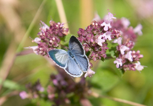 Holly Blue 1 DM0069